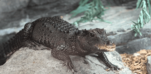 Munchkin moving in after death of Mrs Nasty