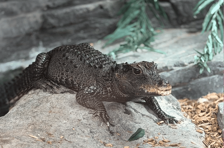 A new home is being built in Tropiquaria Zoo ready to welcome dwarf crocodile Munchkin.