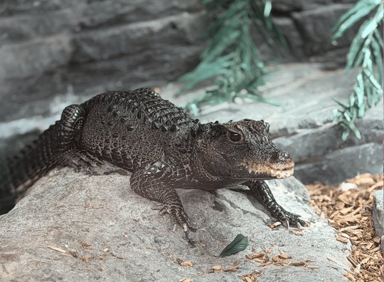 A new home is being built in Tropiquaria Zoo ready to welcome dwarf crocodile Munchkin.