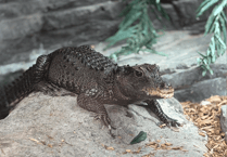 Tropiquaria visitors mourning caiman set to welcome crocodile in her place