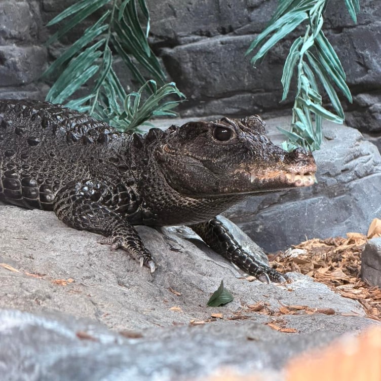 Munchkin is to replace the late Mrs Nasty for visitors to Tropiquaria Zoo.