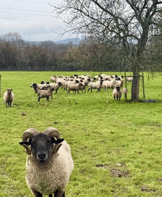 Some of Chris and William Sully's flock of rare breed Norfolk Horn sheep near Williton.