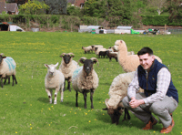 West Somerset sheep becomes movie star