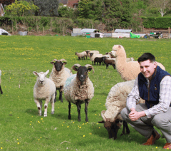 West Somerset sheep becomes movie star
