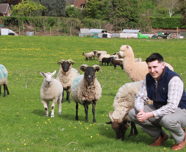 West Somerset sheep becomes movie star