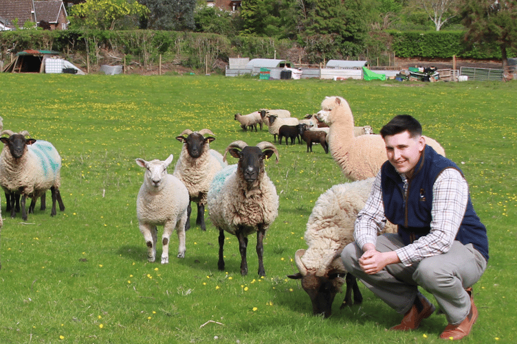 William Sully with some of his rare breed Norfolk Horn sheep. PHOTO: George Ody.