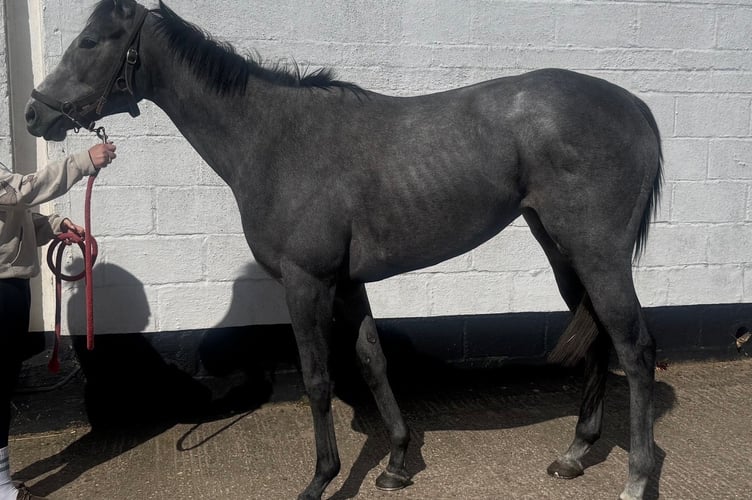 Affection, three year old bay filly- a new recruit at Pond House  