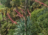 Rare plant blooming for first time before dying