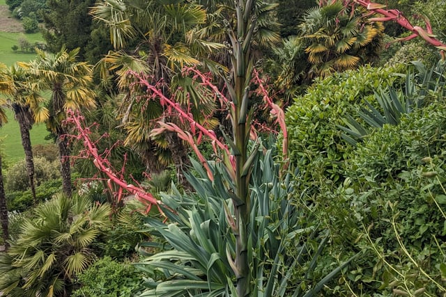 Rare plant blooming for first time before dying