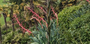 Rare plant blooming for first time before dying