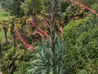 Rare plant blooming for first time before dying