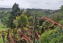 Hurry to Dunster Castle to see Mexico's furcraea flower for only time before it dies