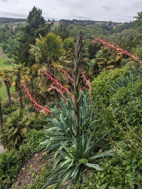 Rare Mexican plant furcraea on Dunster Castle's south terrace. PHOTO: Melissa Norman.
