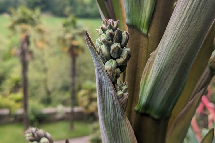 A close-up view of a rare furcraea on Dunster Castle's south terrace. PHOTO: Melissa Norman.