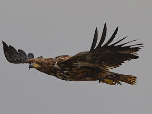 Families invited to celebrate sea eagles release