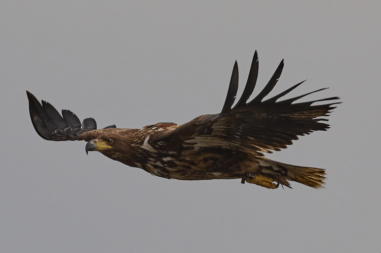 Exmoor is to see white-tailed eagle reintroduced in the summer of 2026. PHOTO: Brian Fairbrother.