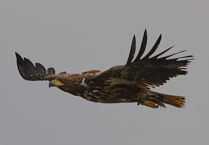 Activities for all the family to celebrate Exmoor's white-tailed eagles release