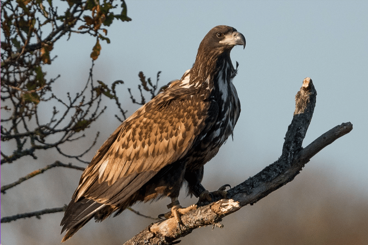 White-tailed eagle like this are to be reintroduced to Exmoor in the summer of 2026. PHOTO: Brian Fairbrother,