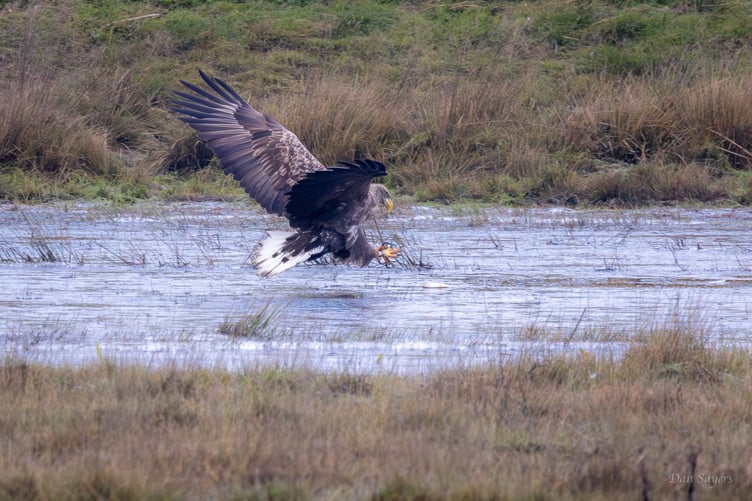 A white-tailed eagle fishing in floodwaters. PHOTO: Dan Sayers.