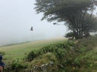 Iconic sea eagles returning to moors
