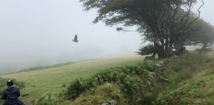 Iconic sea eagles returning to moors
