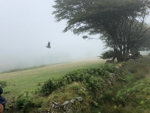 Iconic sea eagles returning to moors
