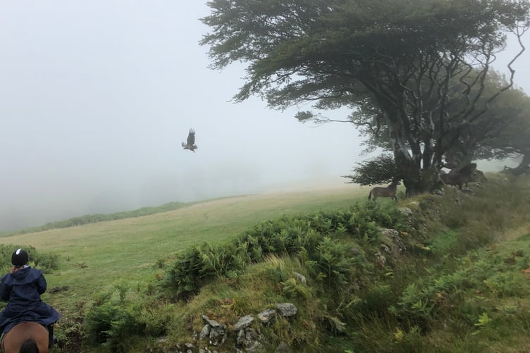 The sight of a white-tailed eagle on Exmoor like this could soon become commonplace.