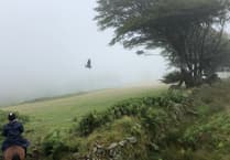 Britain's largest bird of prey species to be reintroduced to Exmoor this summer