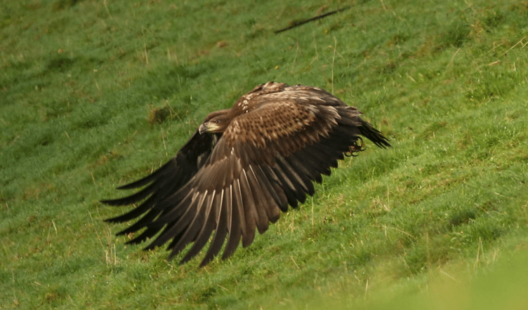 This white-tailed eagle was photographed flying over Exmoor. PHOTO: Debbie Tucker.