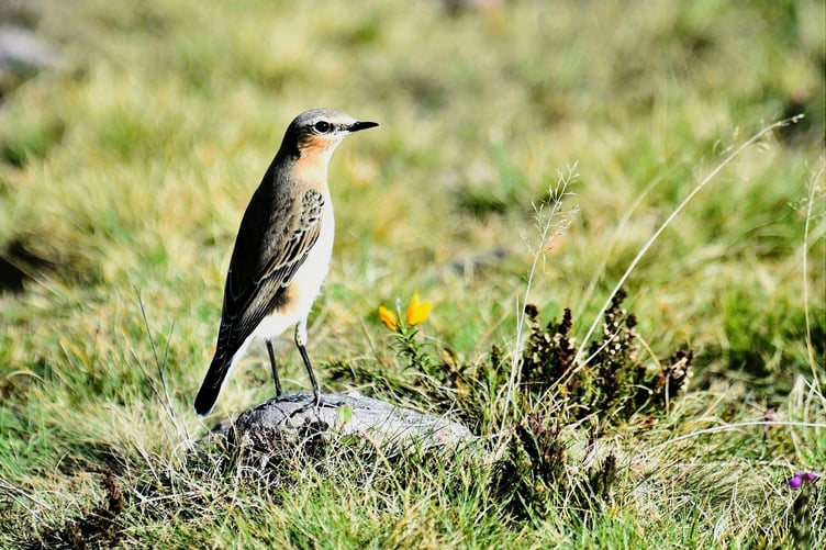 Edward Browning took this photograph on Exmoor of a Wheatear, all the way from Africa.