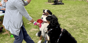 Town's family dog show returns for second year