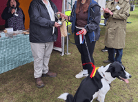 Dog show success despite the rain