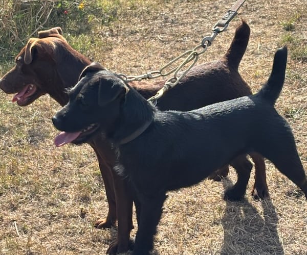 Michael Lane’s dogs, mother and daughter Pip and Cally, who enjoy the show but are not allowed to enter
