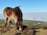 Natural England move sparks fear for Exmoor Ponies