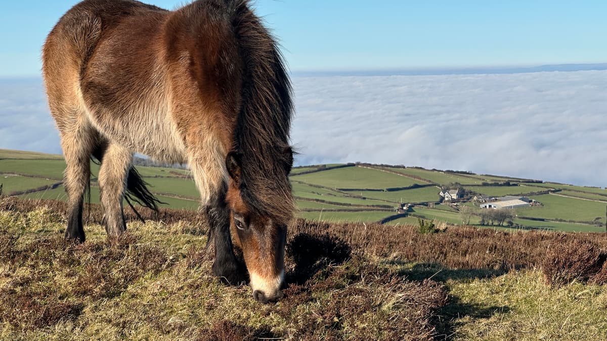 New grazing contracts being imposed by Natural England raise Exmoor Pony concerns