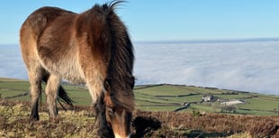 Natural England move sparks fear for Exmoor Ponies