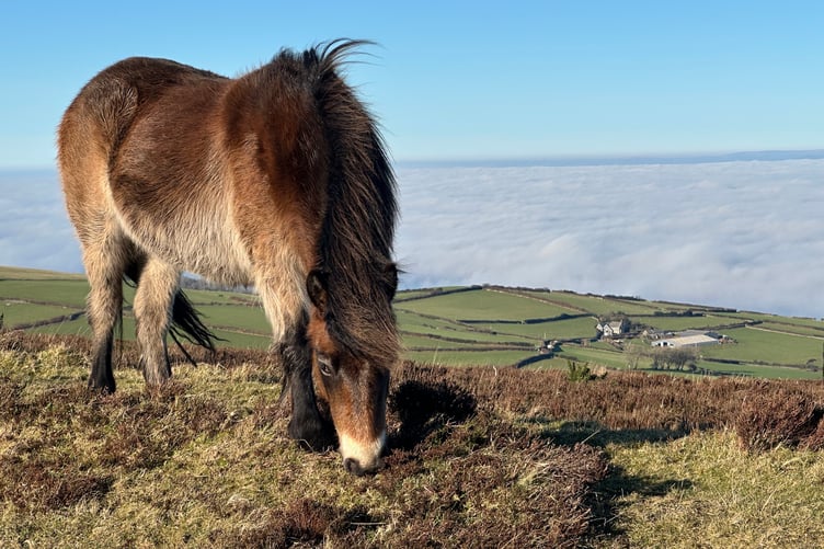 An Exmoor pony above Yarner Farm, on Exmoor.