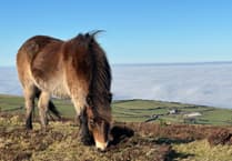 New grazing contracts being imposed by Natural England raise Exmoor Pony concerns