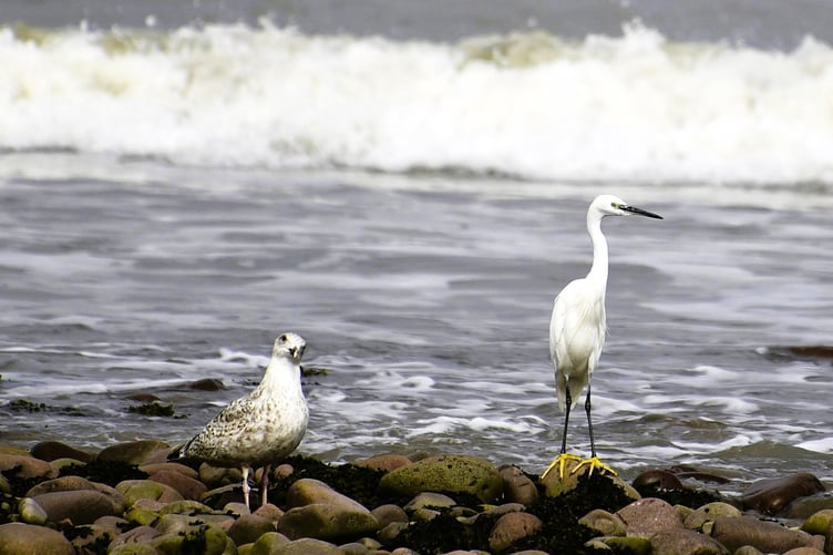 Little Egret and friend taken along Minehead coast. PHOTO: Edward Browning