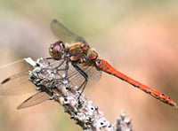 Dragonfly hotspot on West Somerset doorstep