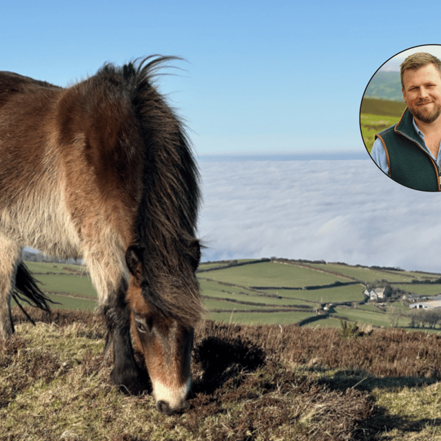 Pony threat lifted as Government changes rules