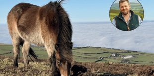 Thousands sign up to support ponies' future