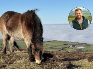 Pony threat lifted as Government changes rules