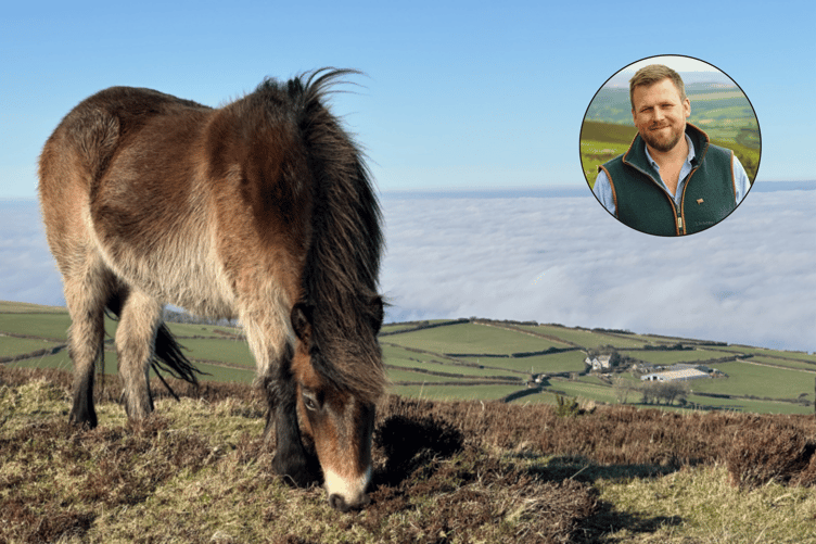 An Exmoor pony grazing above Yarner Farmer, on Exmoor, with (inset) farmer and campaigner James Wright.