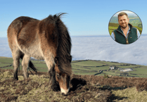 Fears of threat to future of Exmoor Ponies see protest letter signed by 6.5k