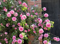 Once-a-year opportunity to see secret gardens