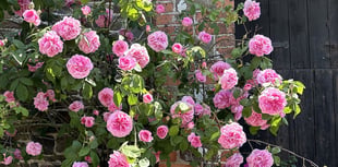 Once-a-year opportunity to see secret gardens
