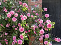 Once-a-year opportunity to see secret gardens