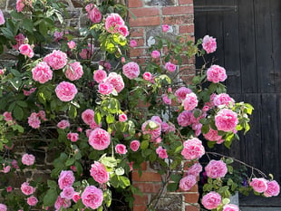 Once-a-year opportunity to see secret gardens