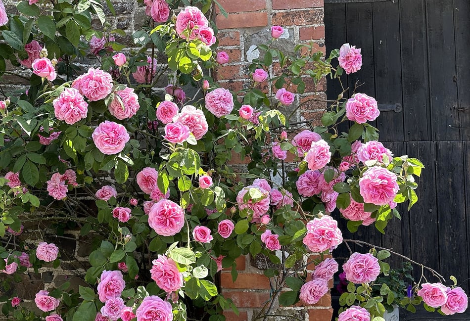 Once-a-year opportunity to see secret gardens